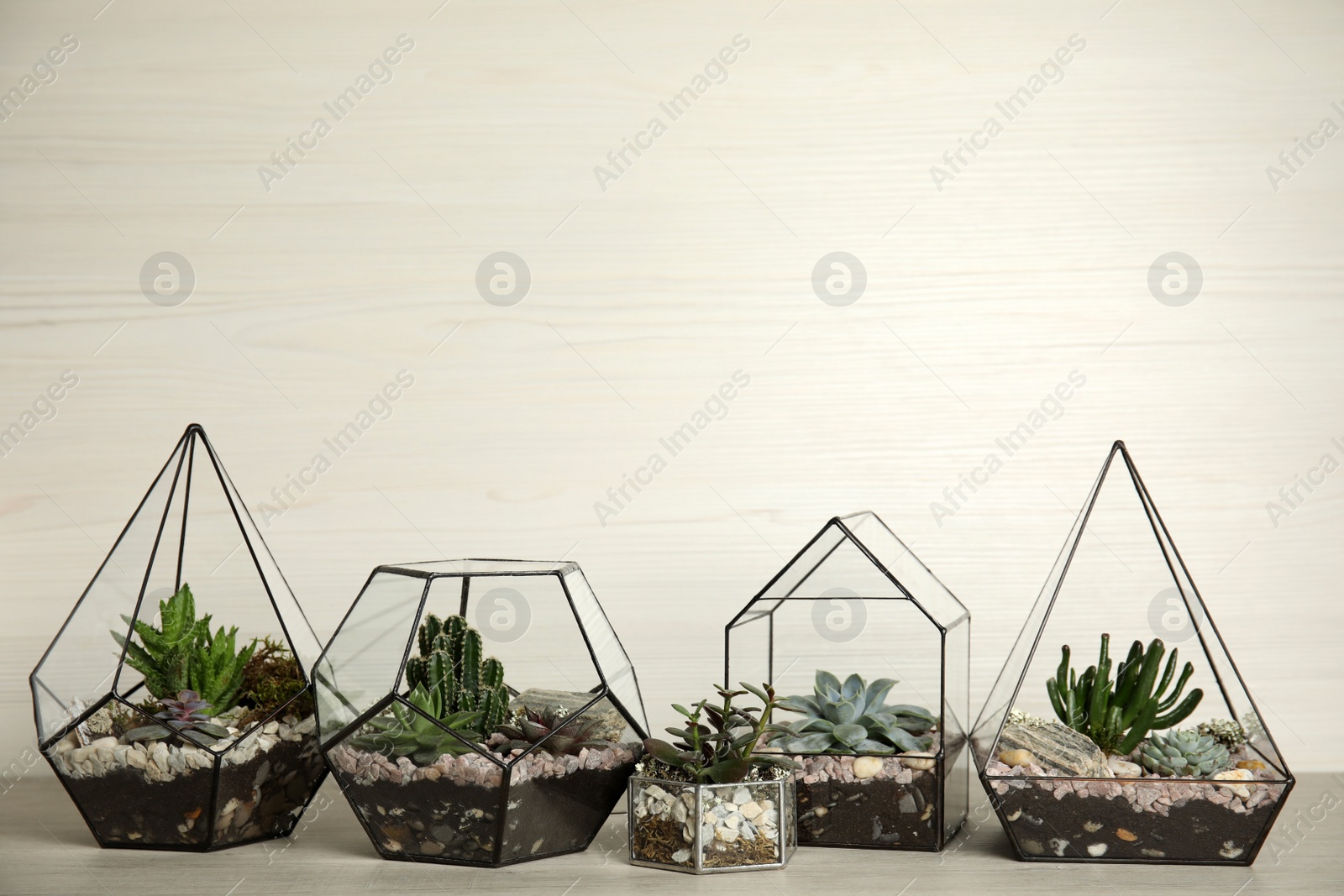 Photo of Different florariums with beautiful succulents on wooden table against white background, space for text