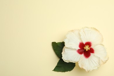 Beautiful tropical hibiscus flower with leaves on light yellow background, top view. Space for text