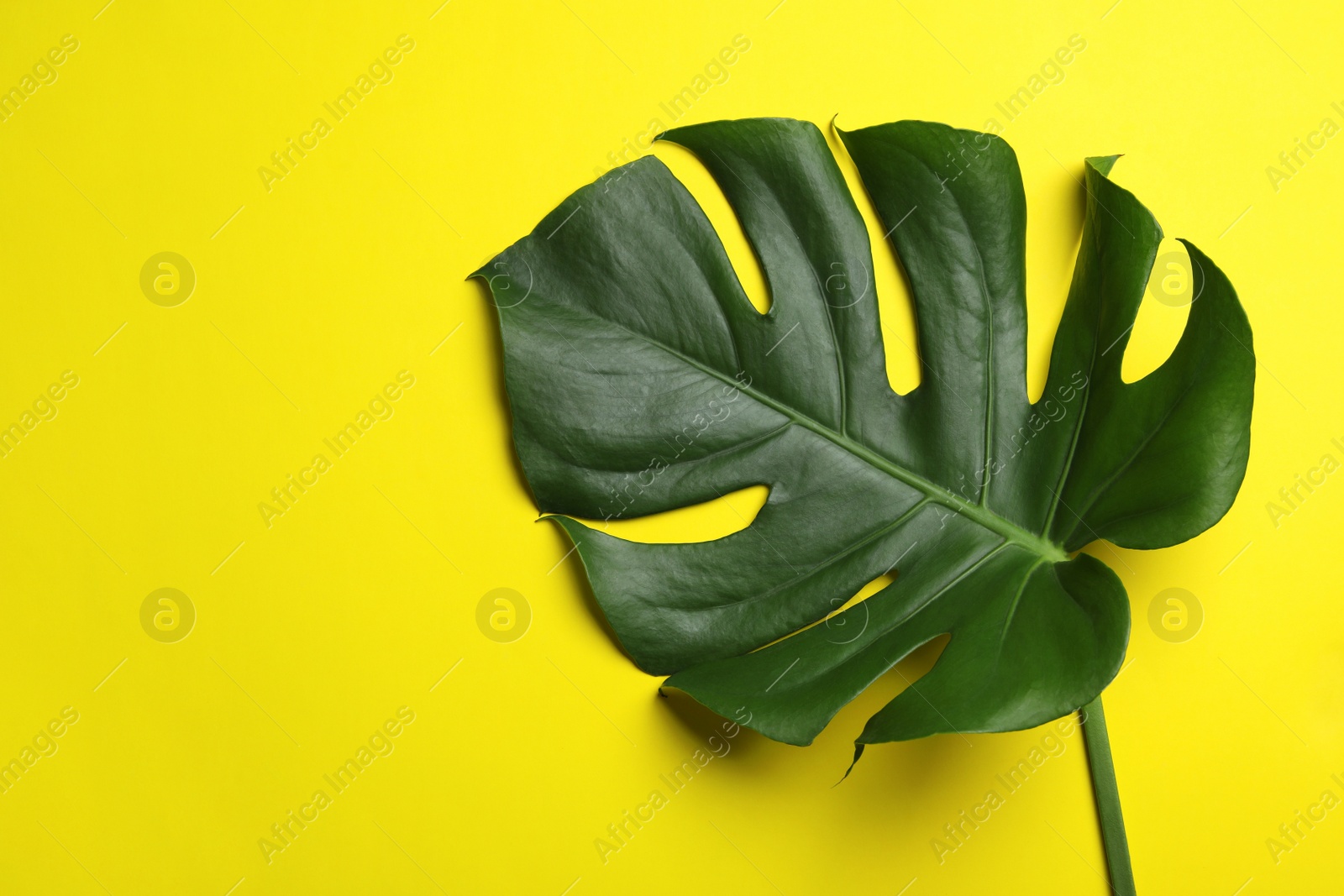 Photo of Leaf of tropical monstera plant on color background, top view with space for text