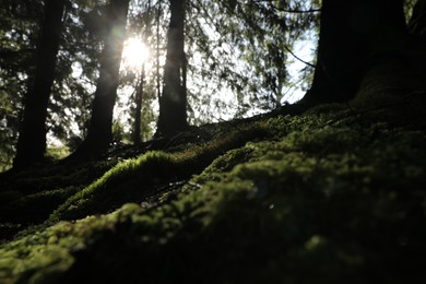 Tree roots overgrown with beautiful green moss in forest on sunny day