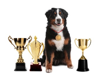 Cute Bernese mountain dog with gold medal and trophy cups on white background