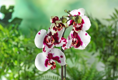 Photo of Beautiful tropical orchid flowers on blurred background