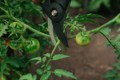 Photo of Pruning tomato bush with secateurs in garden, closeup