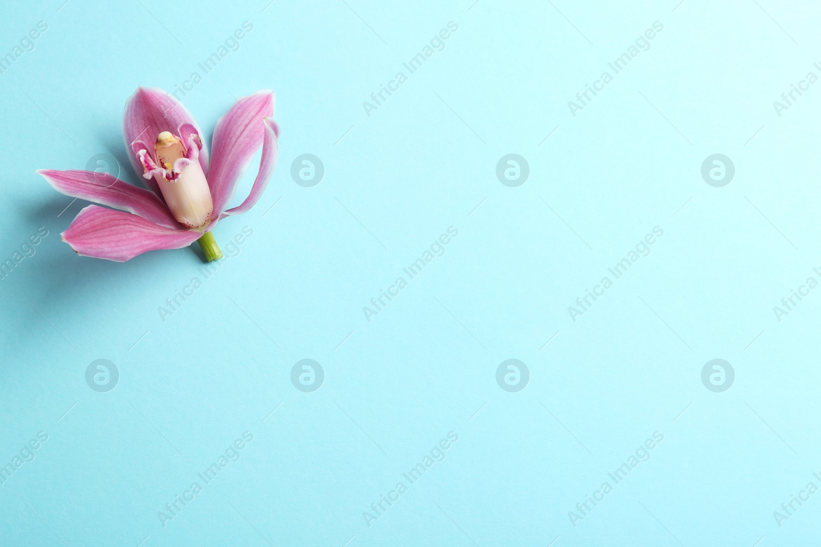 Photo of Beautiful tropical orchid flower on color background, top view. Space for text