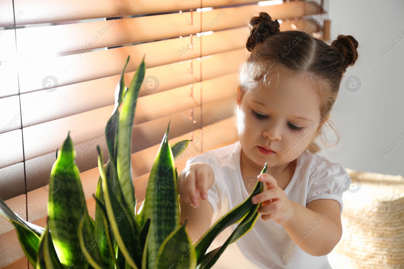 Photo of Little girl playing with houseplant at home