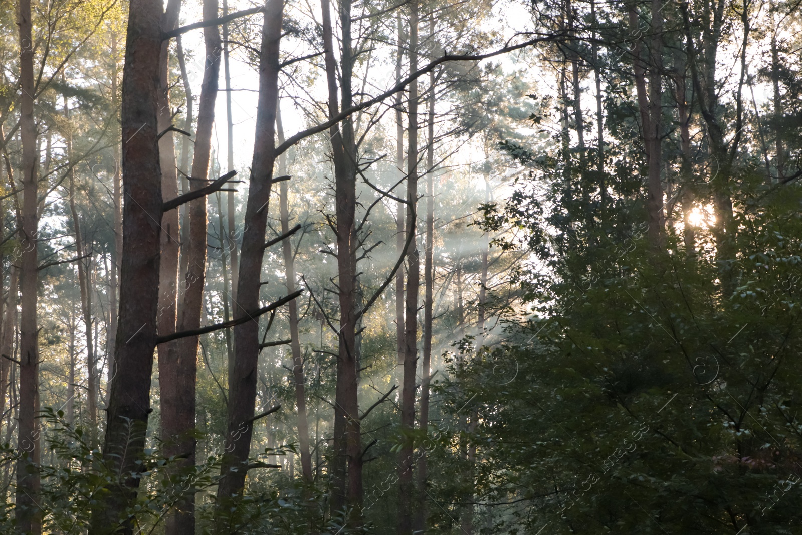 Photo of Majestic view of forest with sunbeams shining through trees in morning