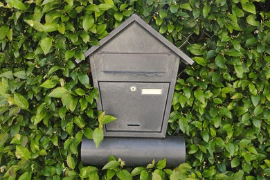 Photo of Black metal letter box on fence with leaves outdoors