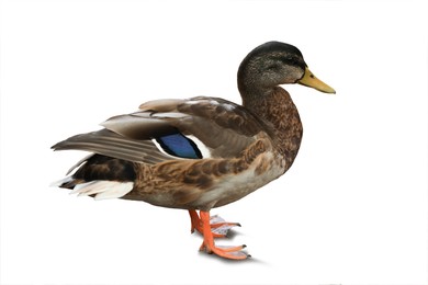 Image of Cute duck on white background. Wild animal