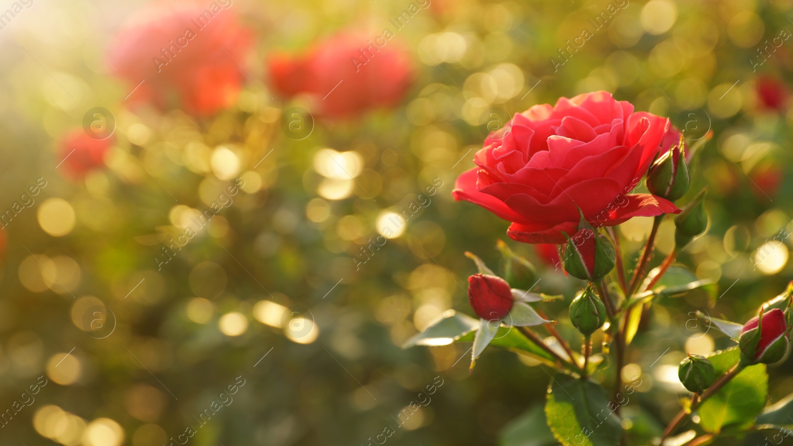 Photo of Green bush with beautiful roses in blooming garden on sunny day