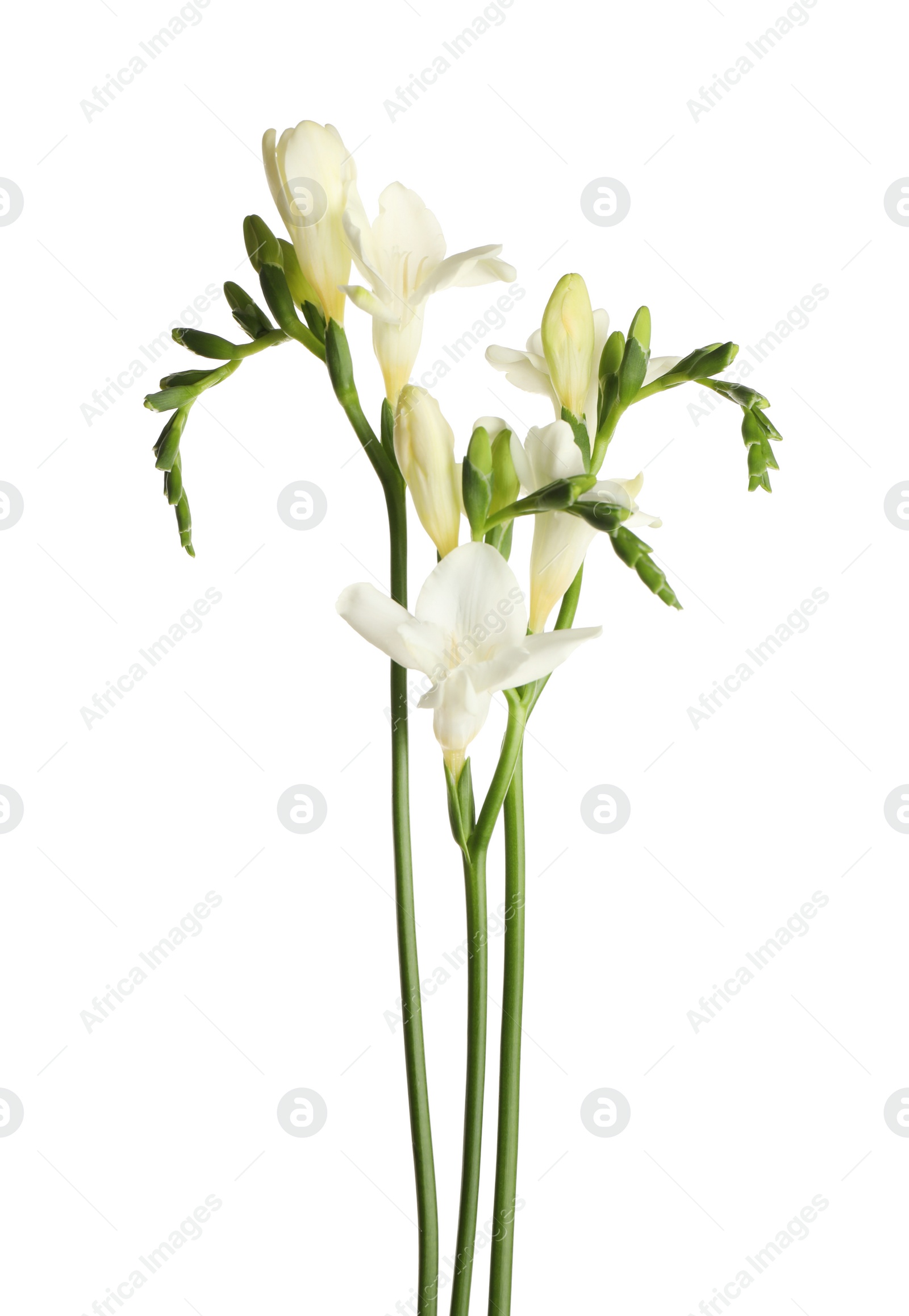 Photo of Beautiful blooming freesia flowers isolated on white