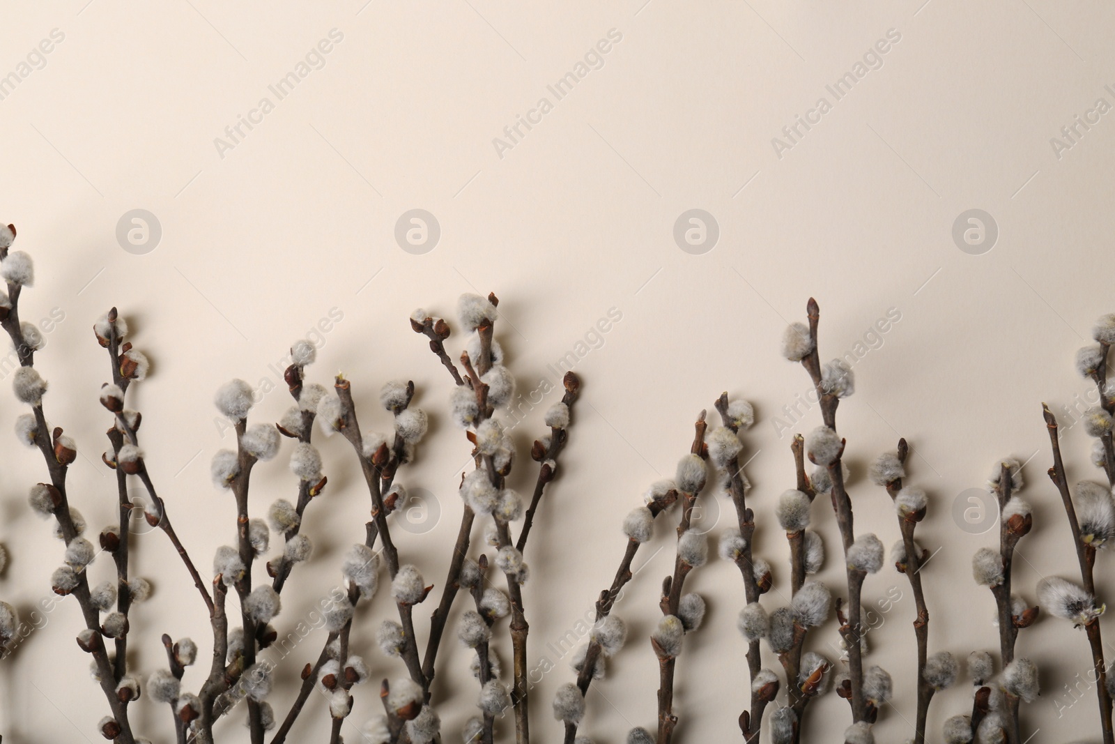 Photo of Beautiful willow branches with fuzzy catkins on beige background, flat lay. Space for text