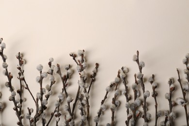 Photo of Beautiful willow branches with fuzzy catkins on beige background, flat lay. Space for text