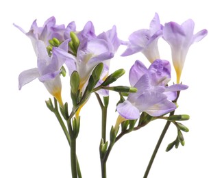 Photo of Beautiful violet freesia flowers isolated on white