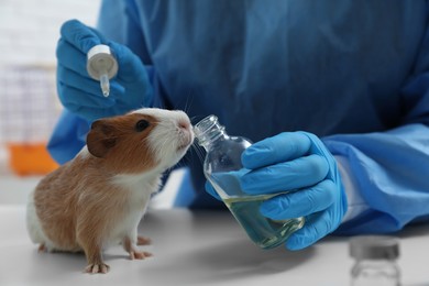 Photo of Scientist with guinea pig and cosmetic product in chemical laboratory, closeup. Animal testing