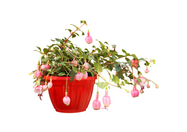 Beautiful pink flowers in plant pot on white background 