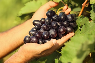 Photo of Man picking fresh ripe juicy grapes in vineyard, closeup