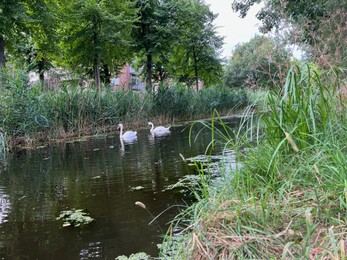 Photo of Beautiful white mute swans swimming in lake on sunny day