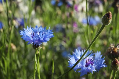 Photo of Beautiful blue cornflowers in meadow on sunny day, closeup