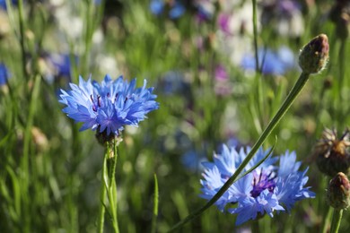 Beautiful blue cornflowers in meadow on sunny day, closeup