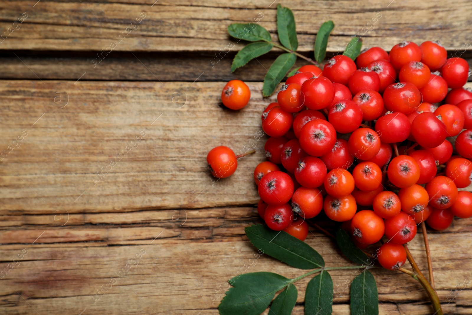 Photo of Bunch of ripe rowan berries with green leaves on wooden table, flat lay. Space for text