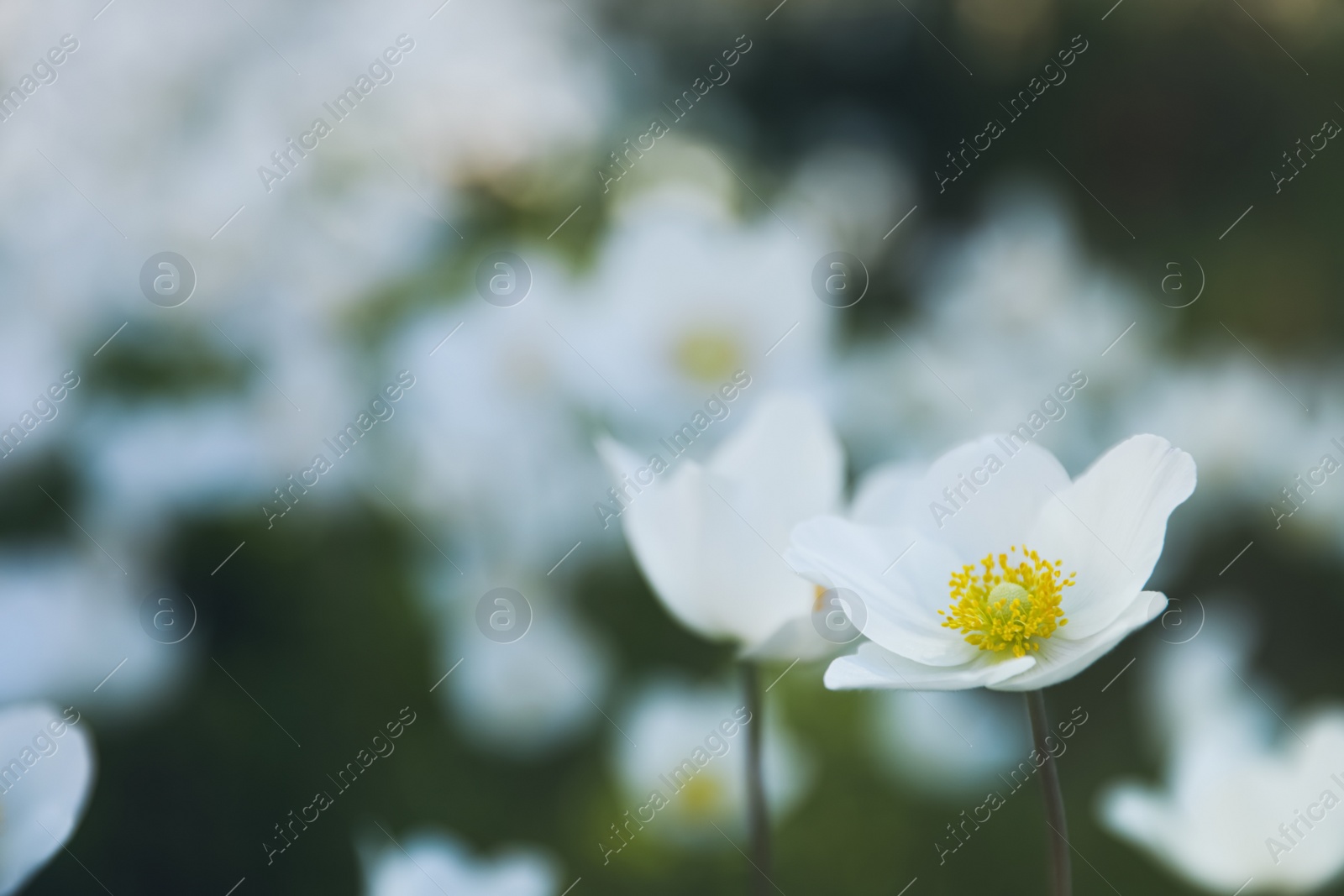 Photo of Beautiful blossoming Japanese anemone flower outdoors on spring day