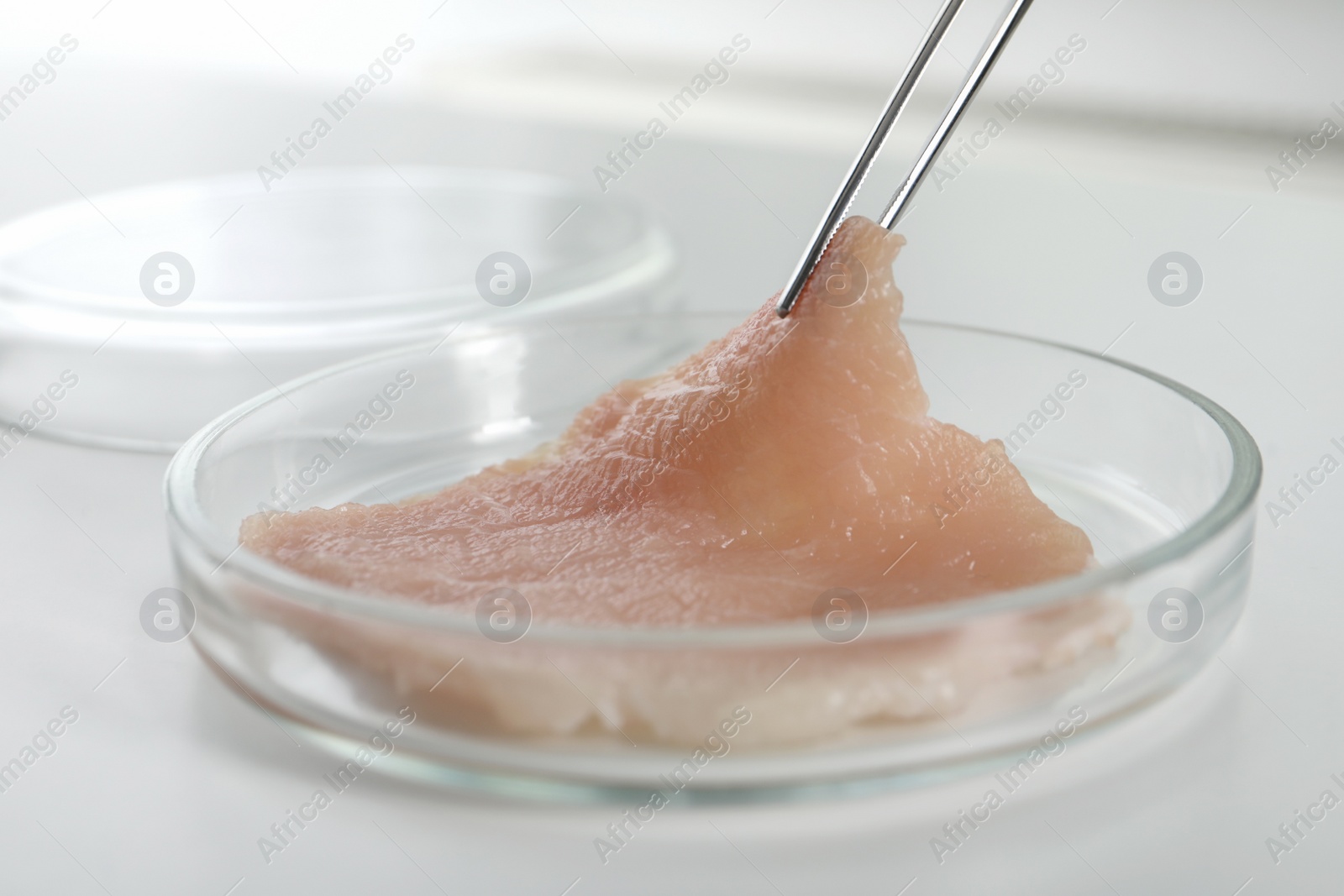 Photo of Taking raw cultured meat out of Petri dish with tweezers on white table, closeup