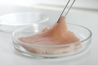 Taking raw cultured meat out of Petri dish with tweezers on white table, closeup