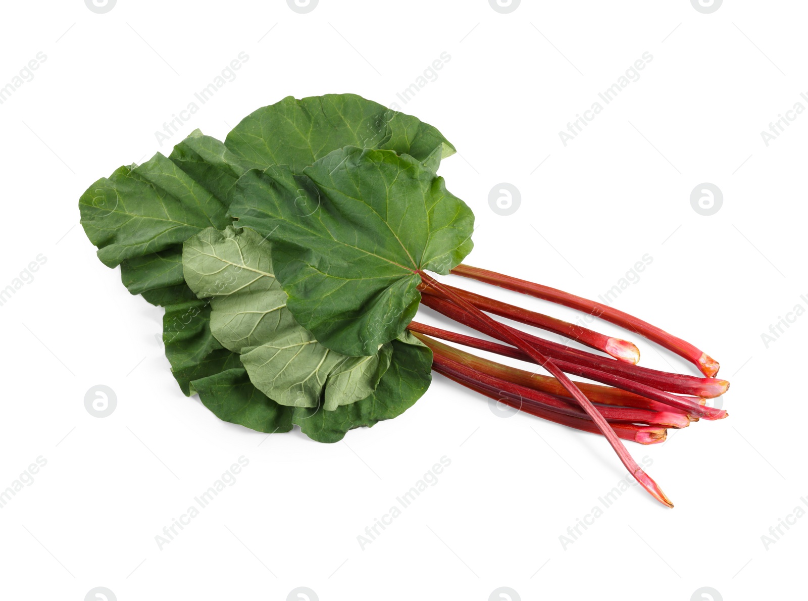 Photo of Fresh rhubarb stalks with leaves isolated on white