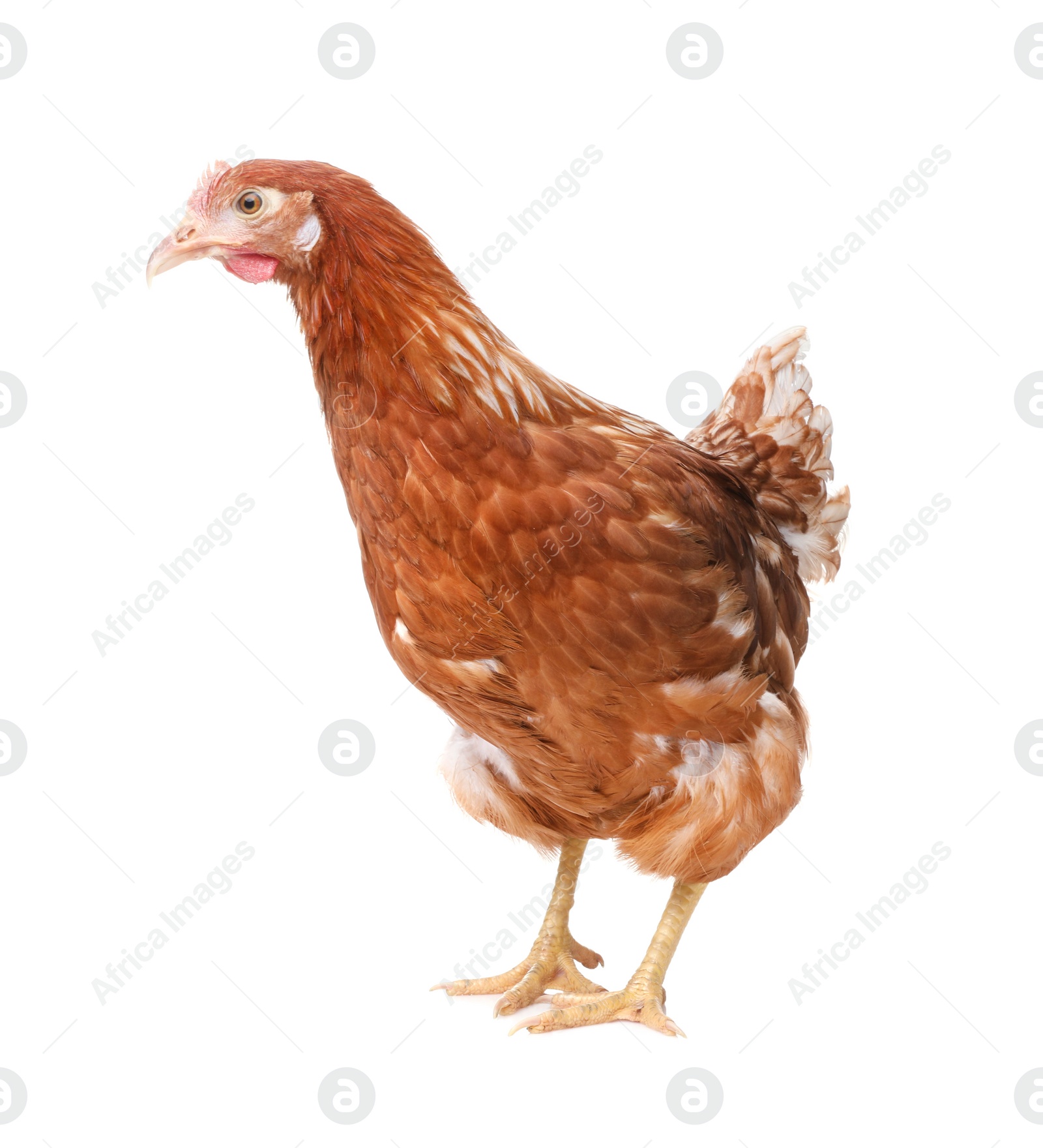 Photo of Beautiful chicken on white background. Domestic animal