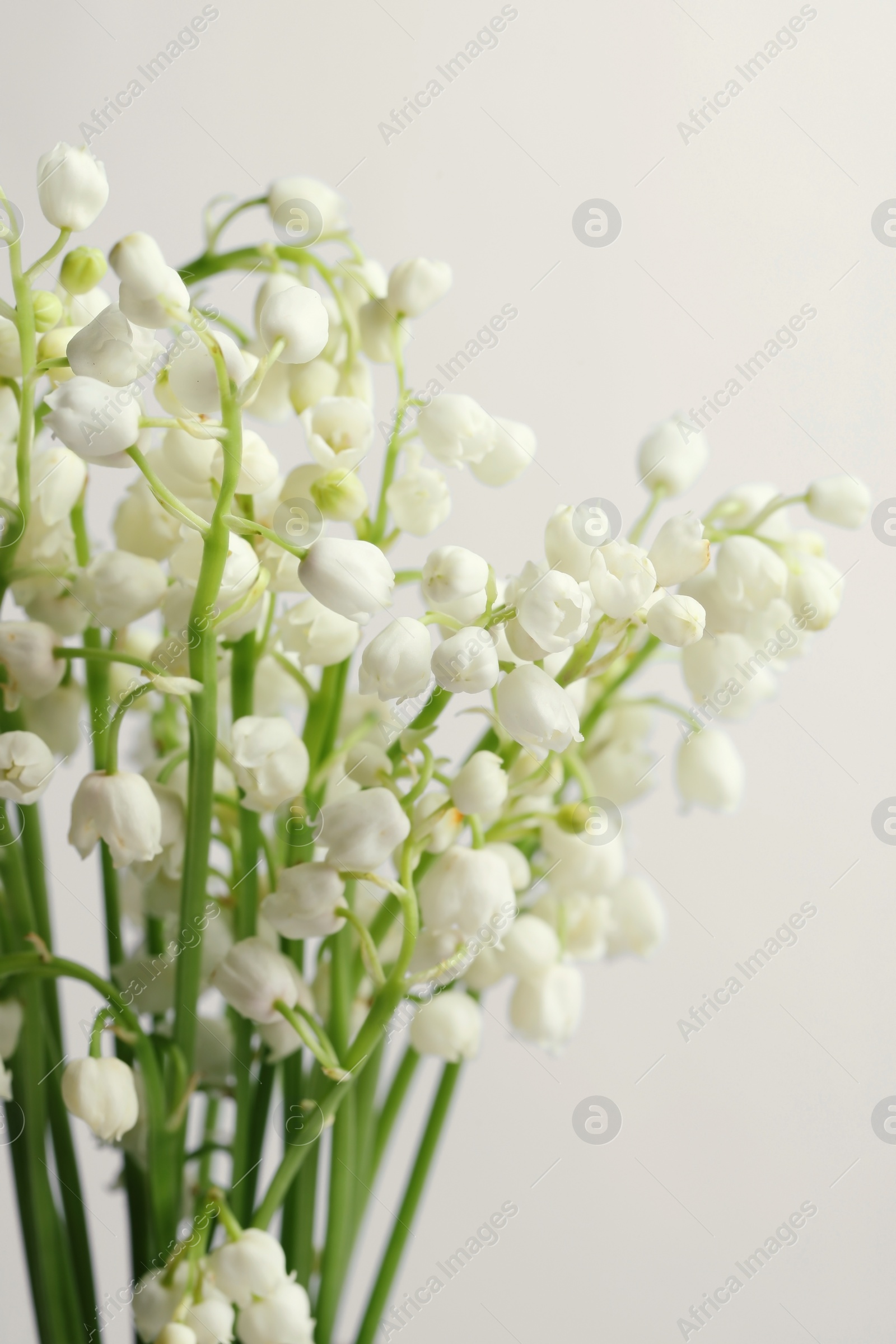 Photo of Beautiful lily of the valley flowers on light grey background, closeup