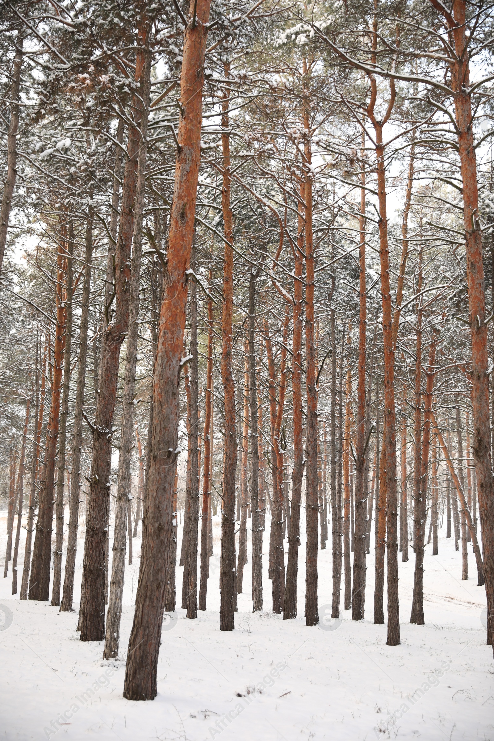 Photo of Beautiful forest covered with snow in winter