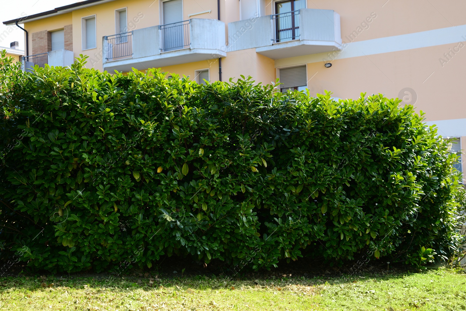 Photo of Beautiful green shrubbery near pink building on sunny day