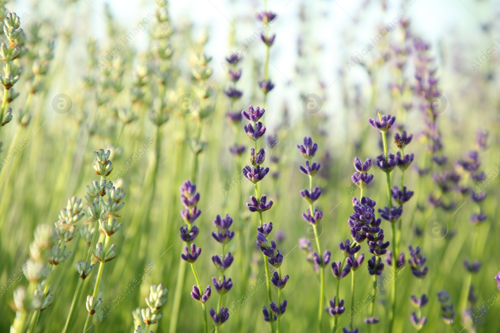 Photo of Beautiful blooming lavender growing in field, closeup