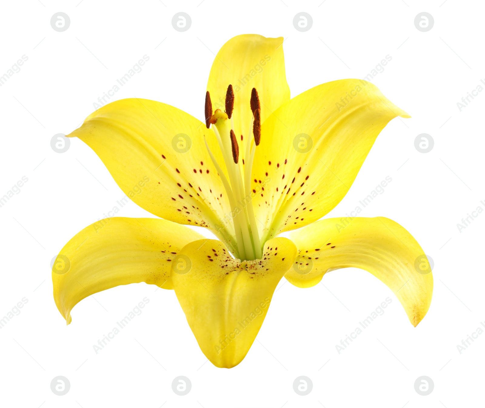 Image of Beautiful blooming yellow lily flower isolated on white