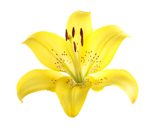 Beautiful blooming yellow lily flower isolated on white