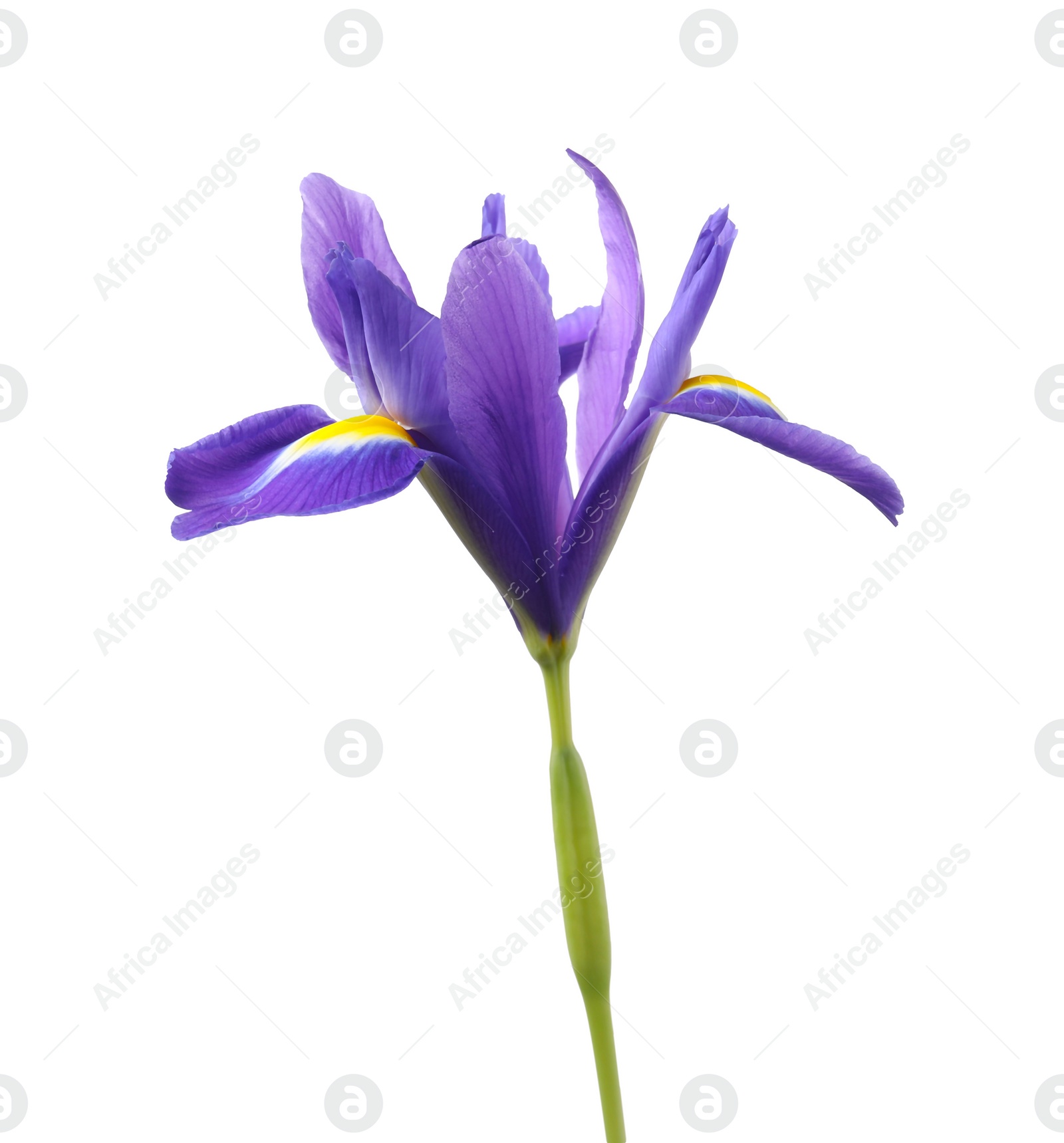 Photo of Beautiful violet iris flower isolated on white