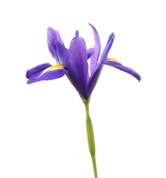 Beautiful violet iris flower isolated on white