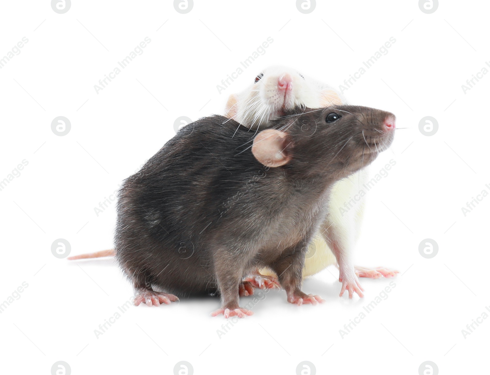 Photo of Cute rats on white background. Small rodent