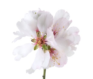 Photo of Tree branch with beautiful blossoms isolated on white. Spring season