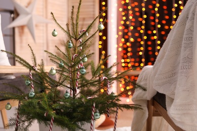 Little potted fir decorated with candy canes and Christmas balls indoors