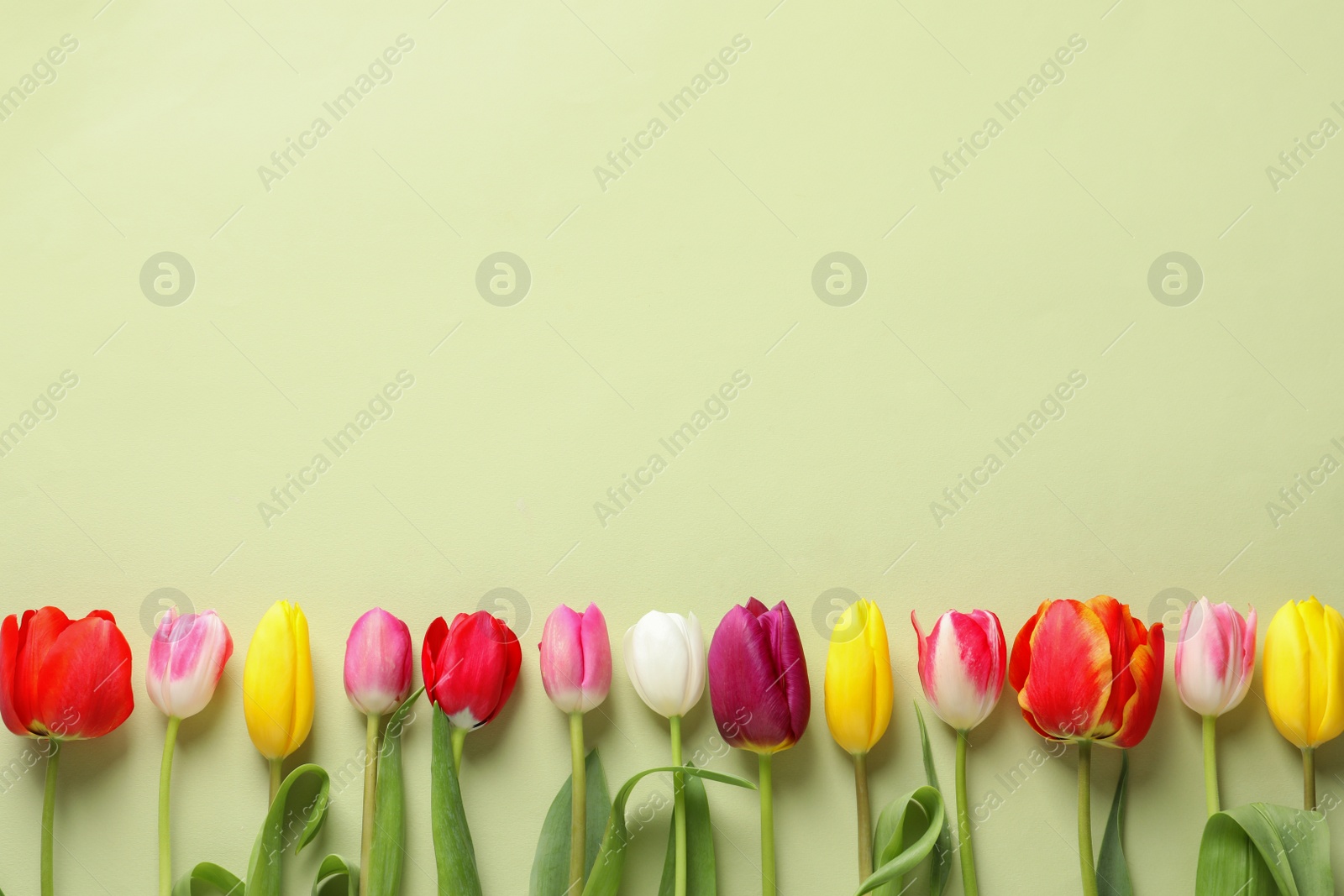 Photo of Beautiful spring tulips on color background, top view. Space for text