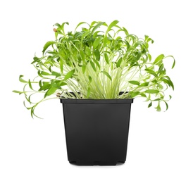 Fresh organic microgreen in pot on white background