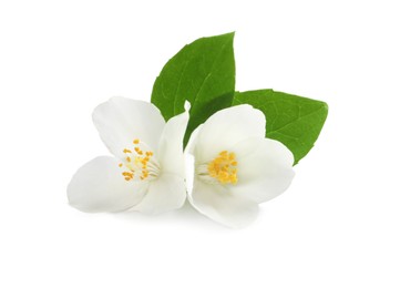 Beautiful flowers of jasmine plant with leaves on white background