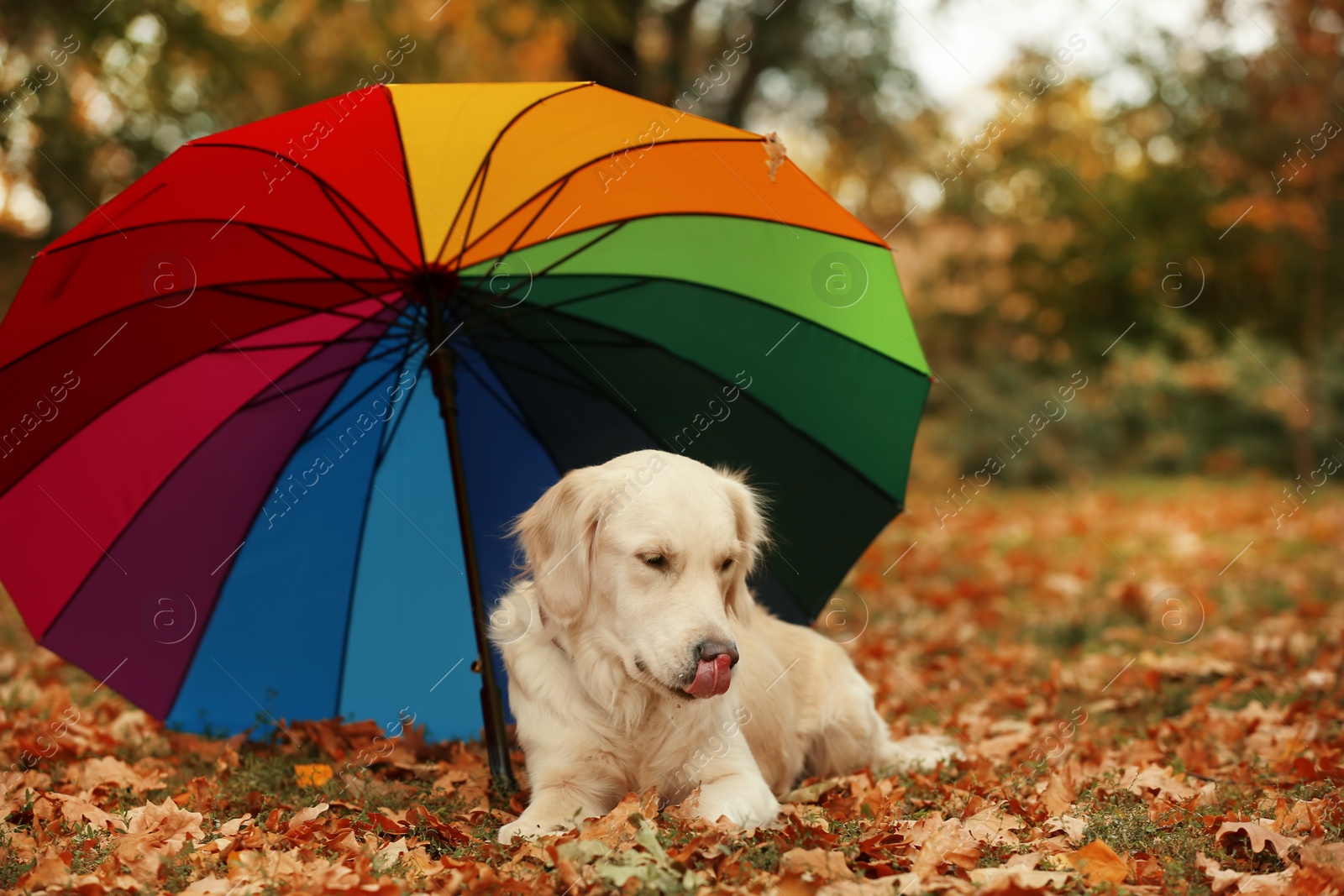 Photo of Funny Labrador Retriever under umbrella in beautiful autumn park