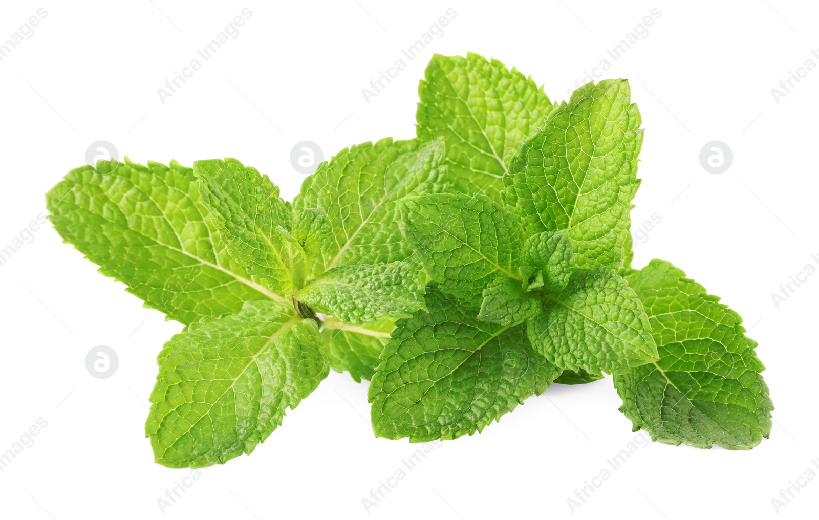 Photo of Fresh green mint leaves isolated on white