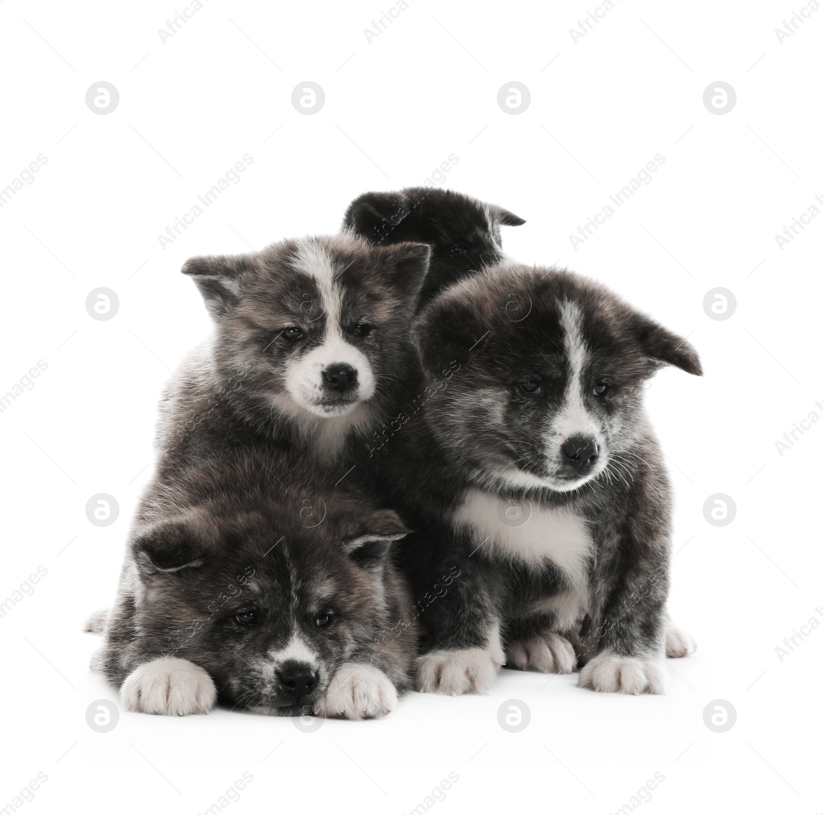 Photo of Cute Akita inu puppies on white background. Friendly dogs