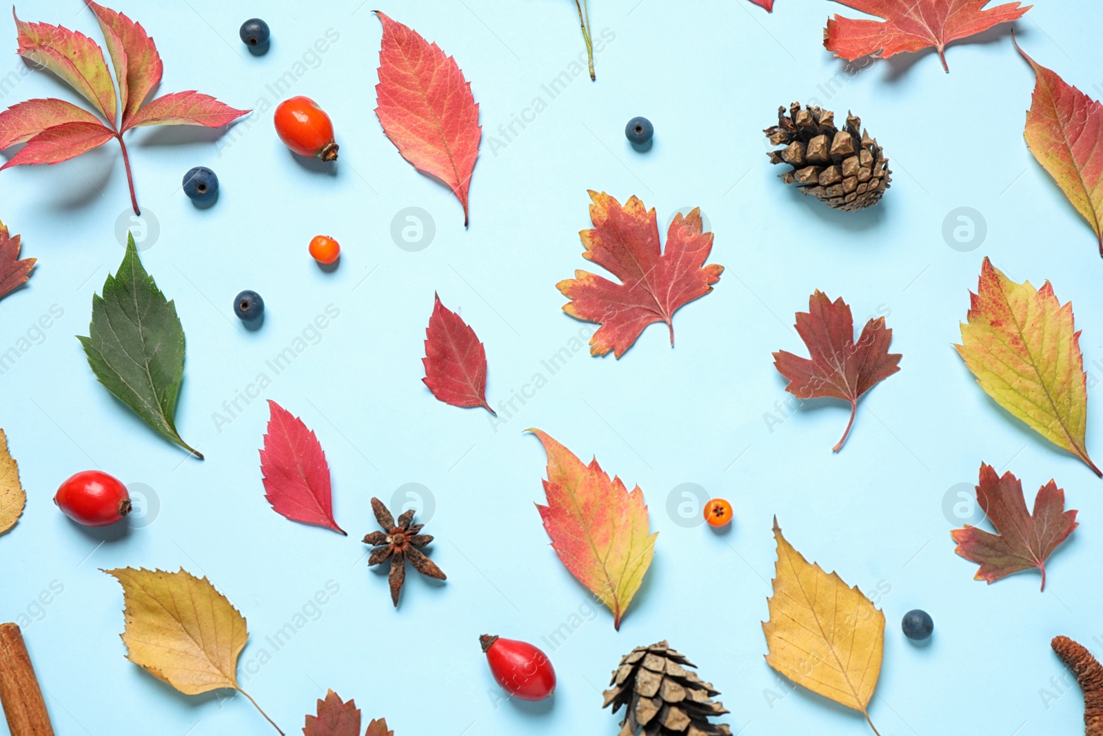 Photo of Beautiful composition with autumn leaves on light blue background, flat lay