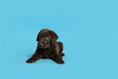 Photo of Cute chocolate Labrador Retriever puppy on light blue background, space for text