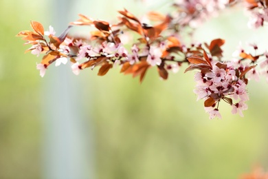 Photo of Closeup view of tree branches with tiny flowers outdoors, space for text. Amazing spring blossom