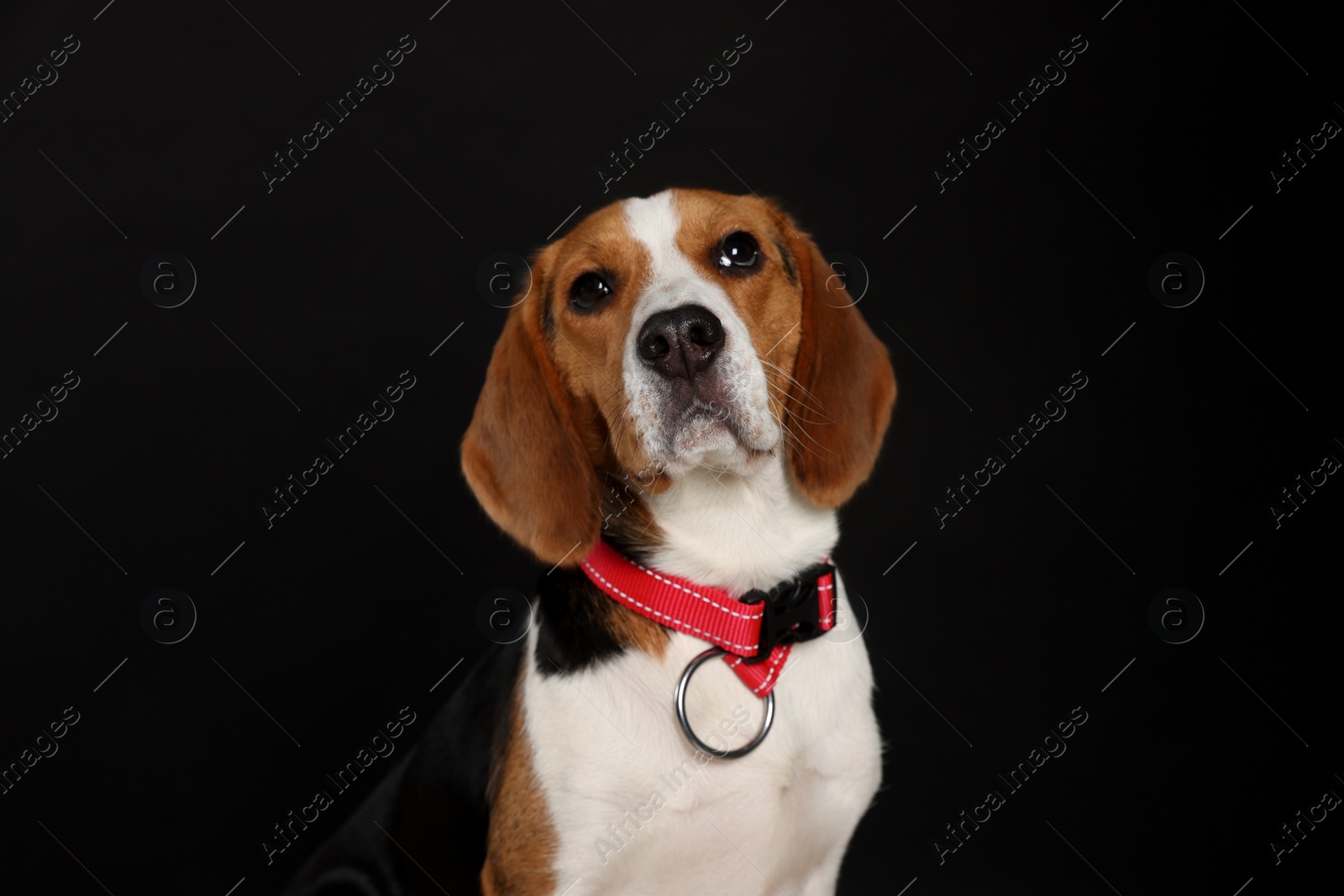 Photo of Adorable Beagle dog in stylish collar on black background